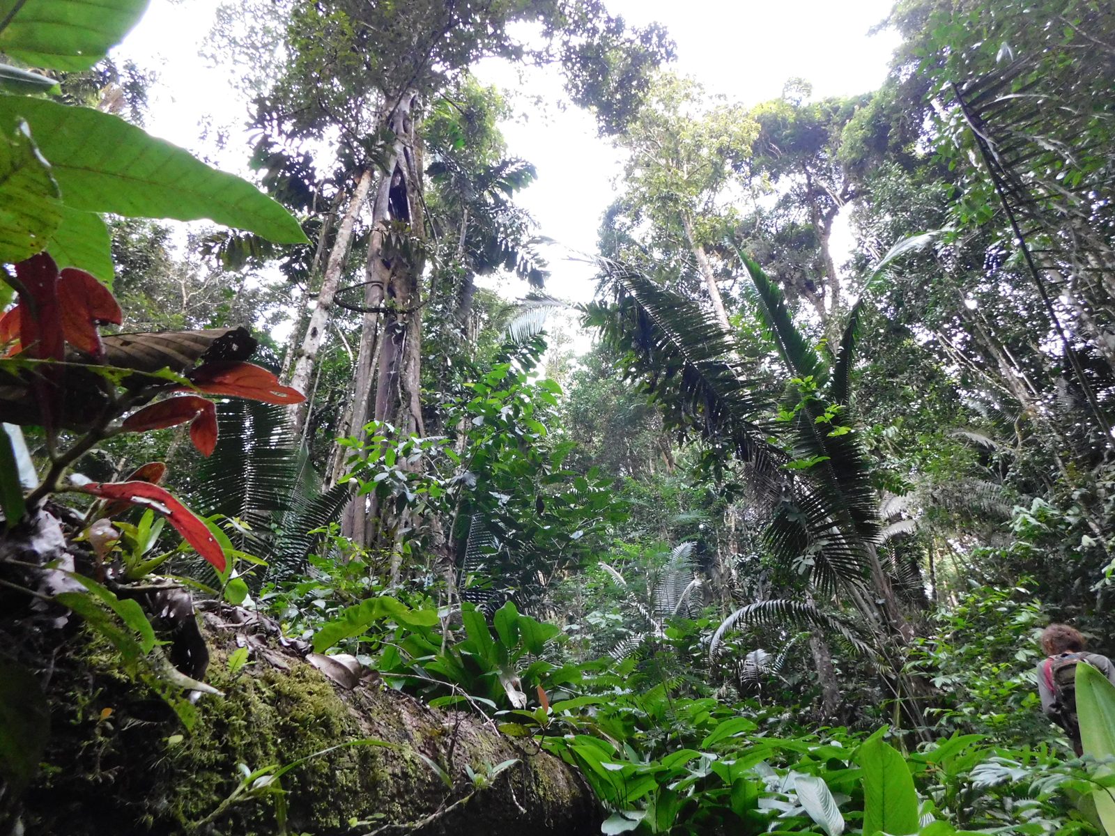 Vue vers la canopée depuis le sol de la forêt amazonienne