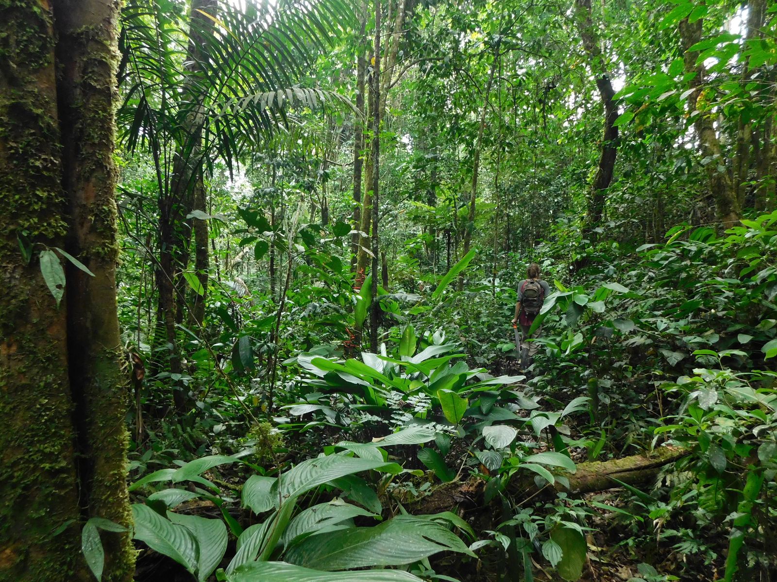 Marche en forêt amazonienne