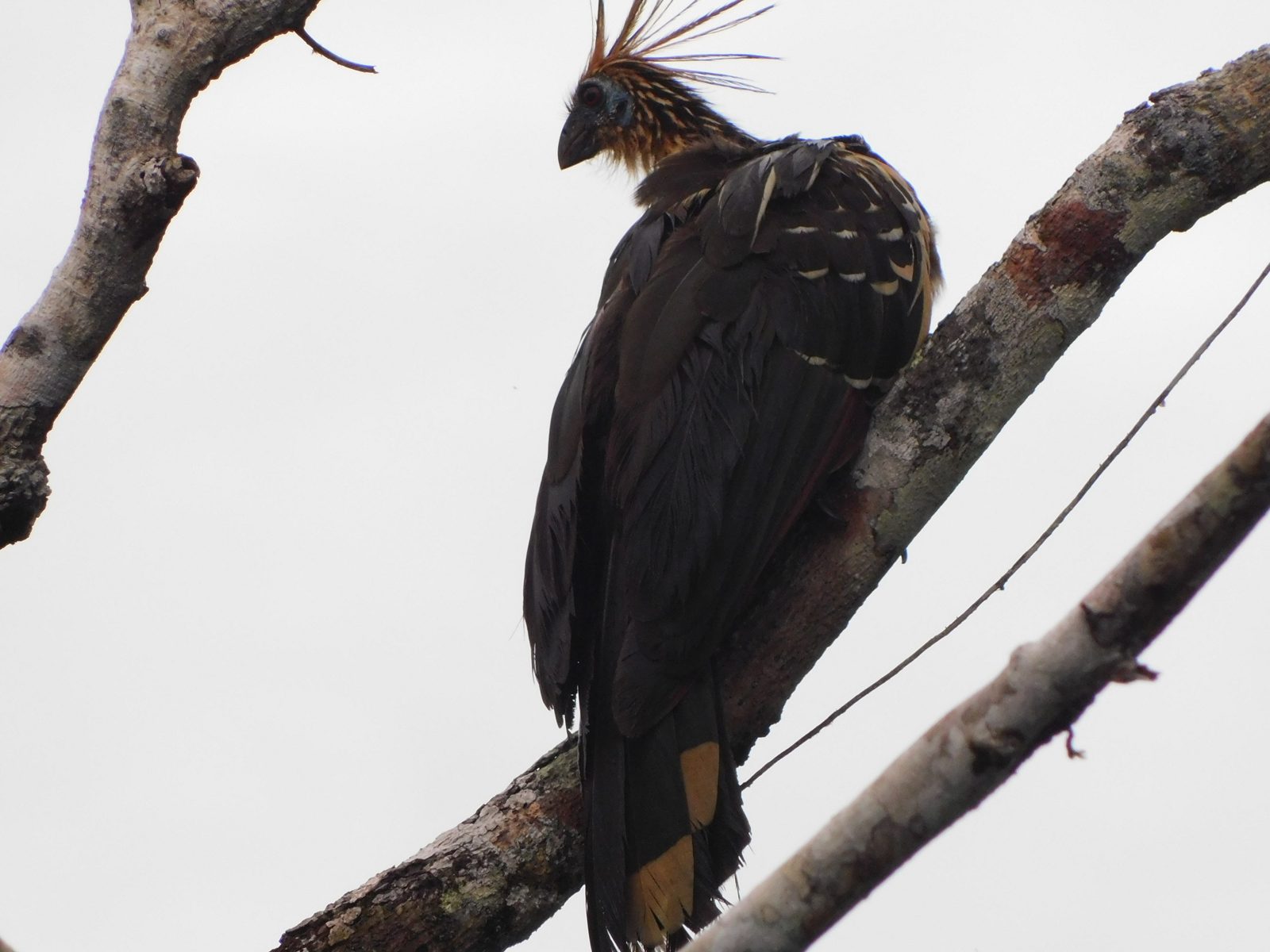 Hoazin huppé posé sur une branche en Amazonie