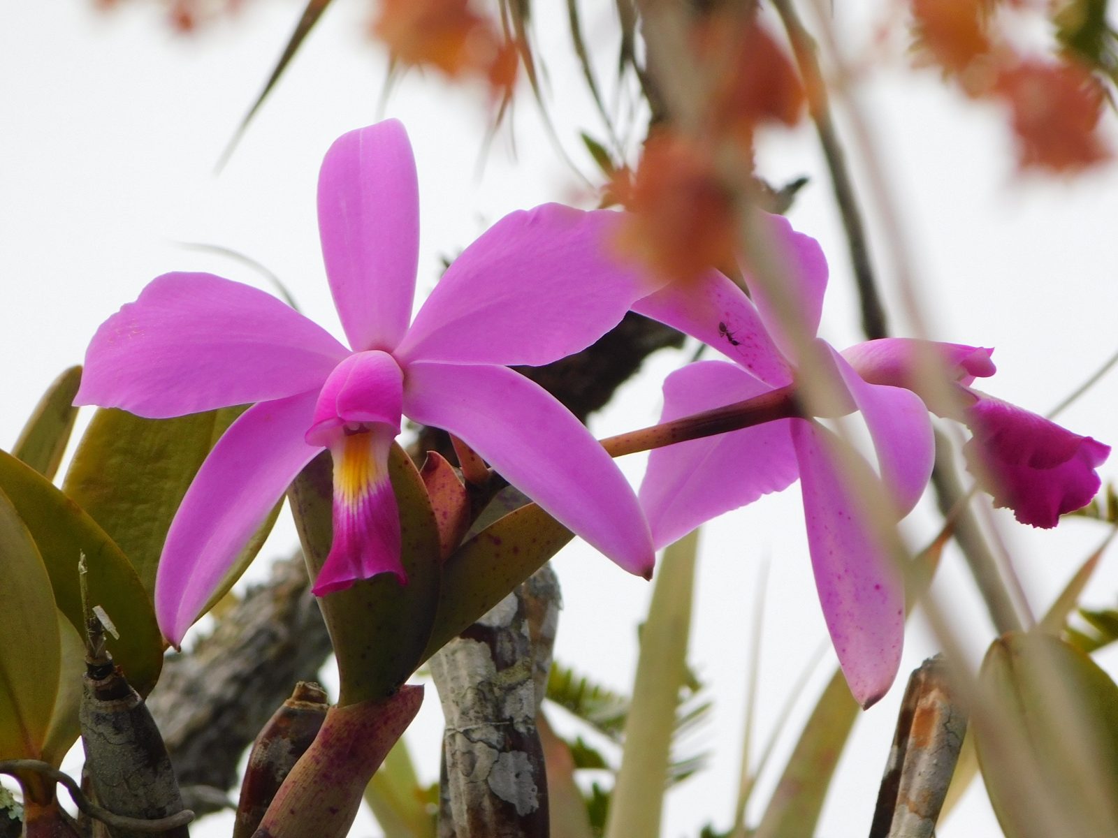 Orchidée rose sauvage en fleur dans la forêt amazonienne