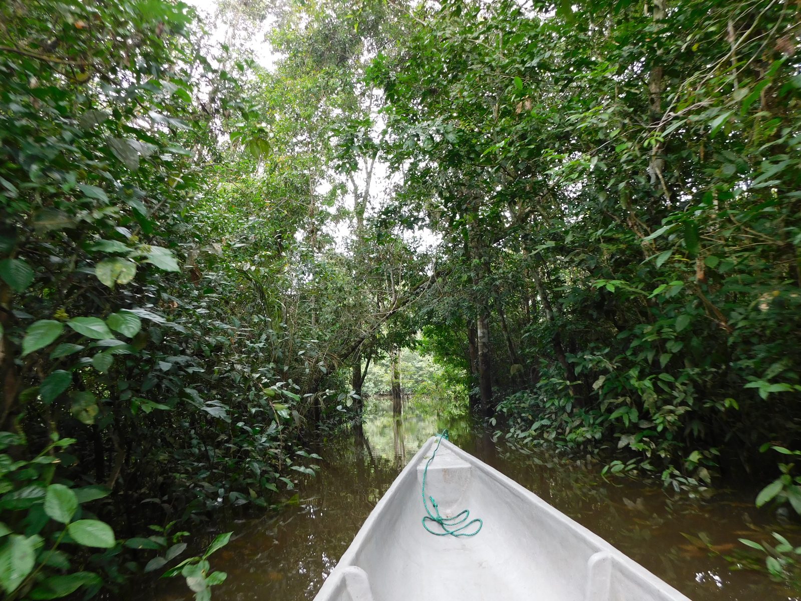 Pirogue glissant sur un chenal forestier inondé, en Amazonie
