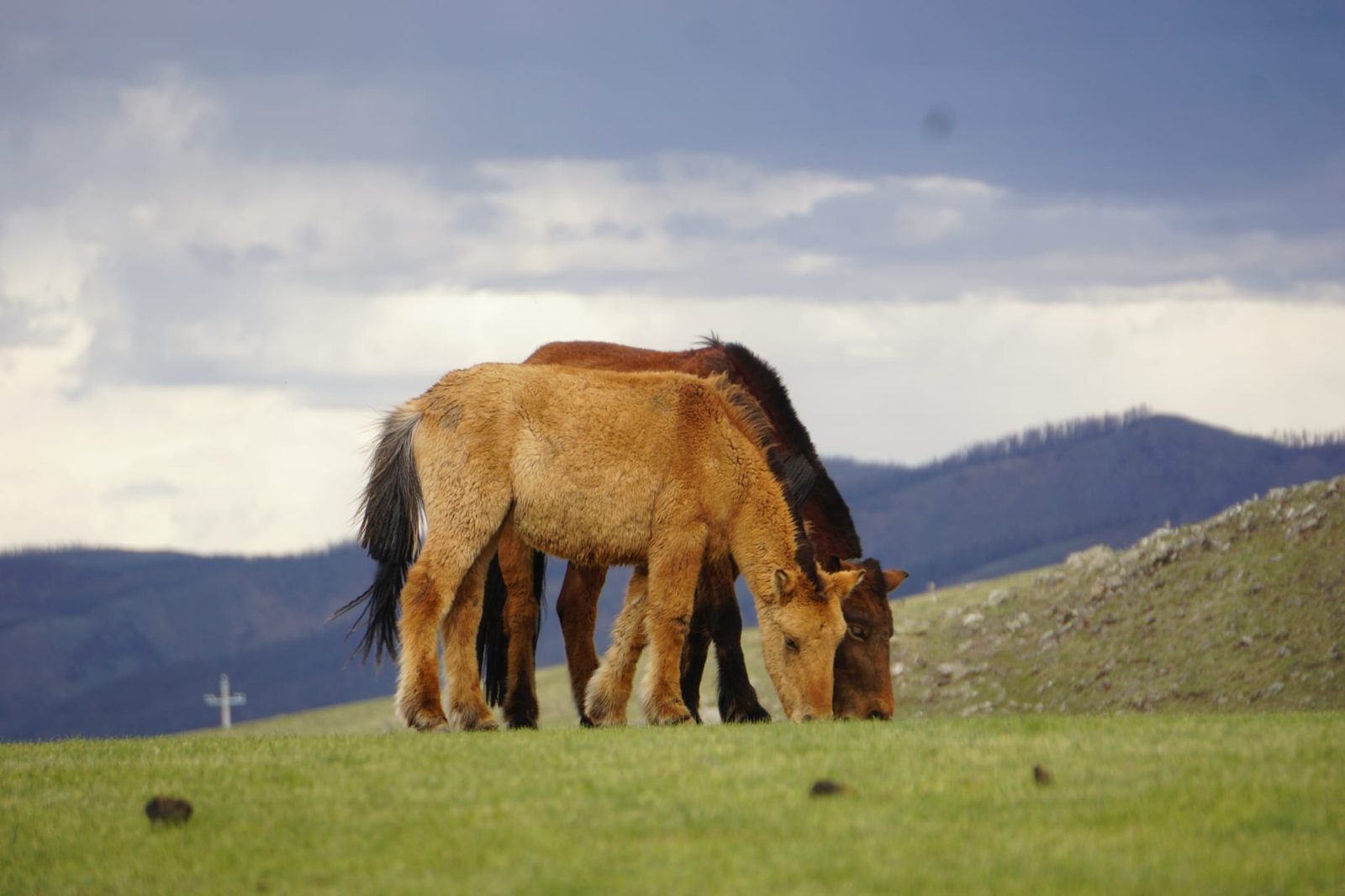 Vallée steppique avec campement de yourtes et cheval près d'un ruisseau