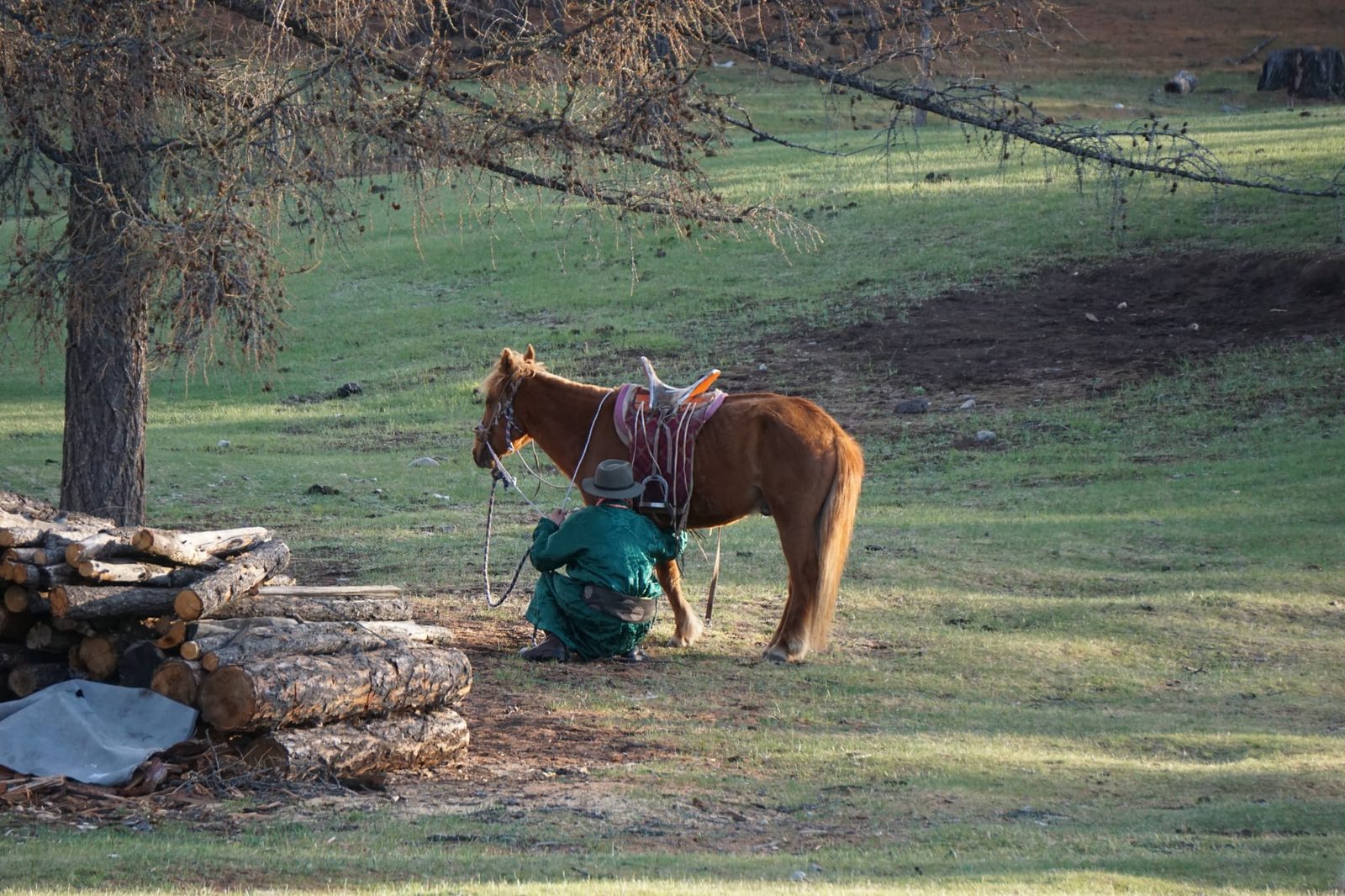 Cavalier mongol sellant son cheval sous un mélèze