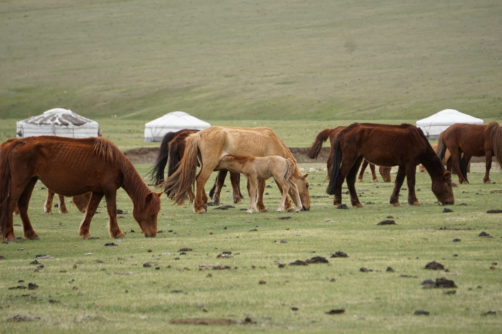 Chevaux et yourtes dans la steppe mongole
