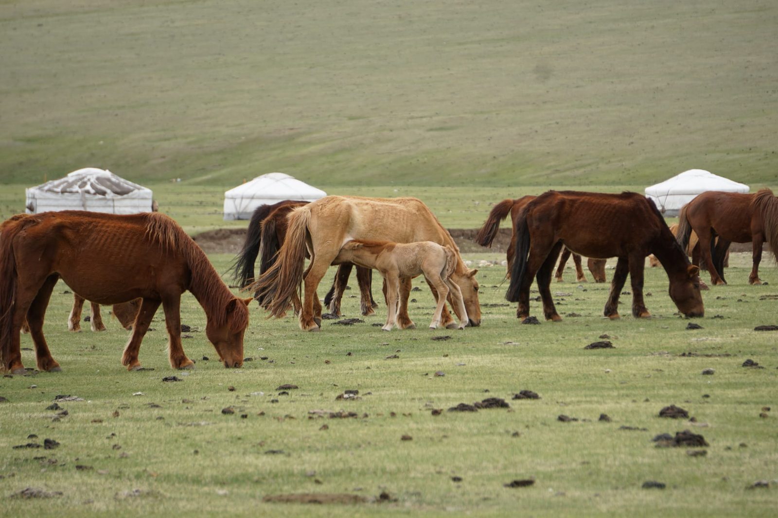 Troupeau de chevaux mongols avec poulain, près d'un campement de yourtes