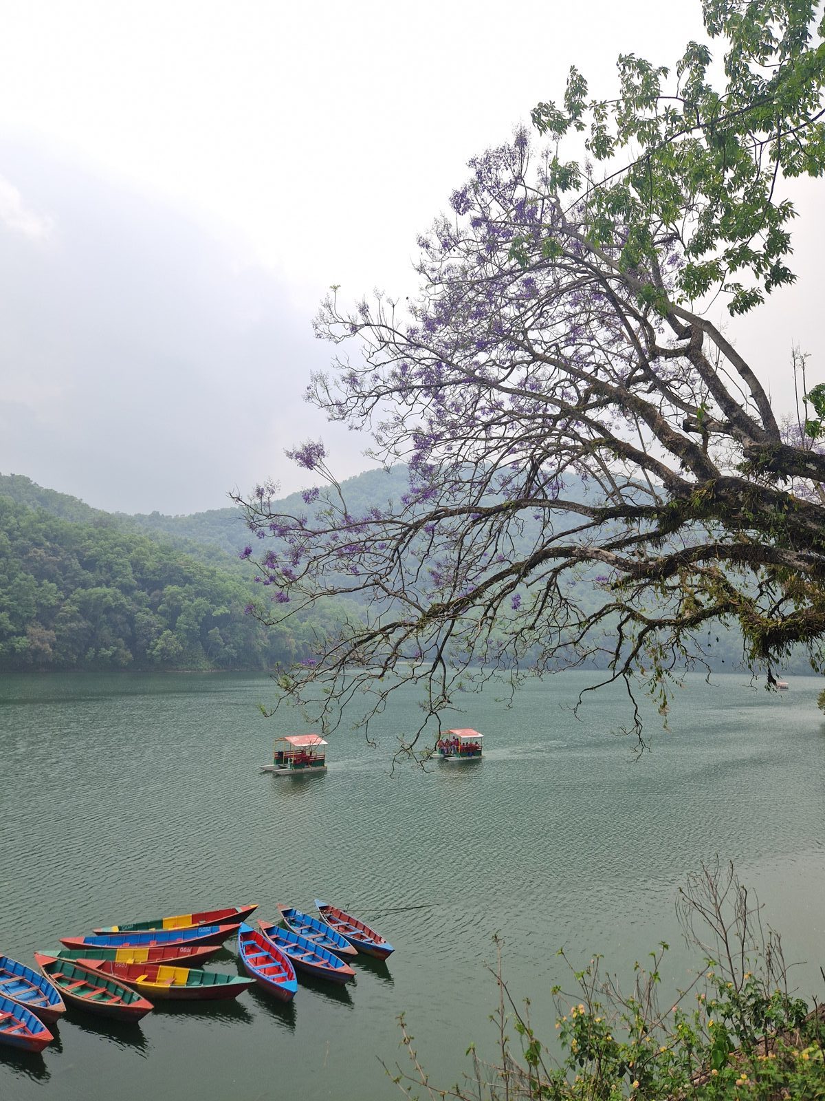 Barques colorées sur le lac Phewa à Pokhara