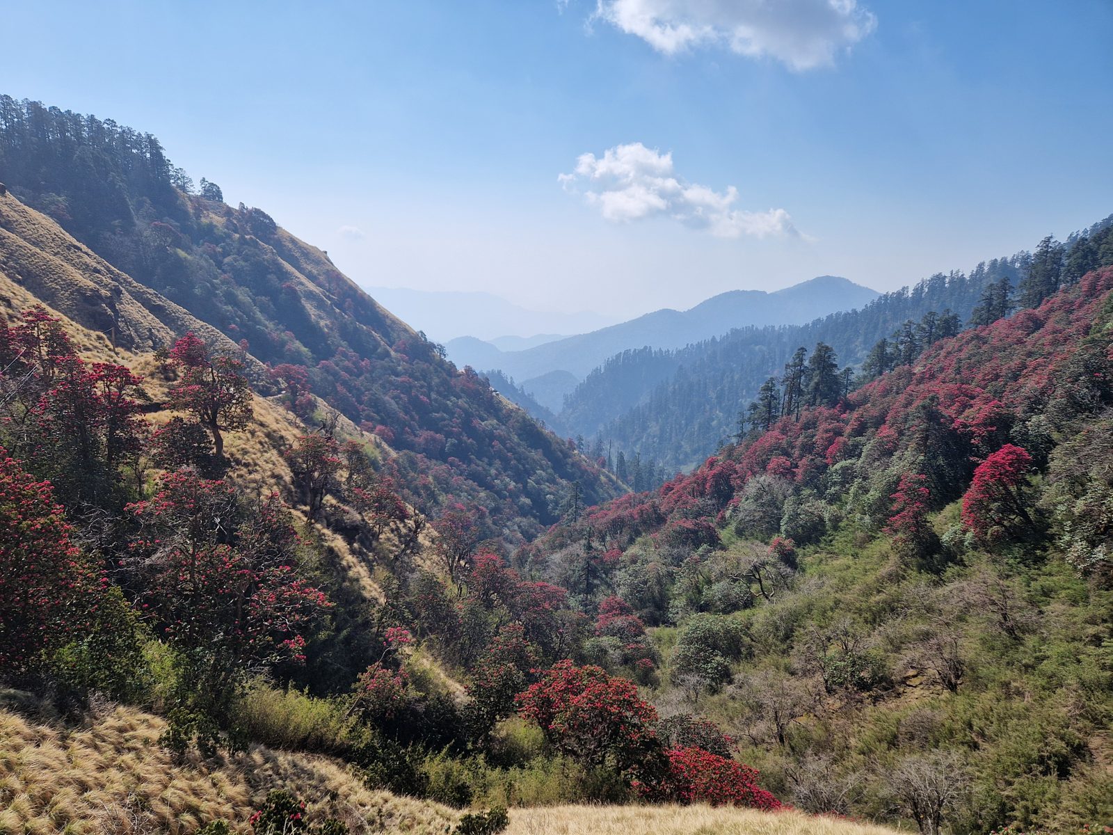 Vallée couverte de rhododendrons en fleur dans l'Himalaya