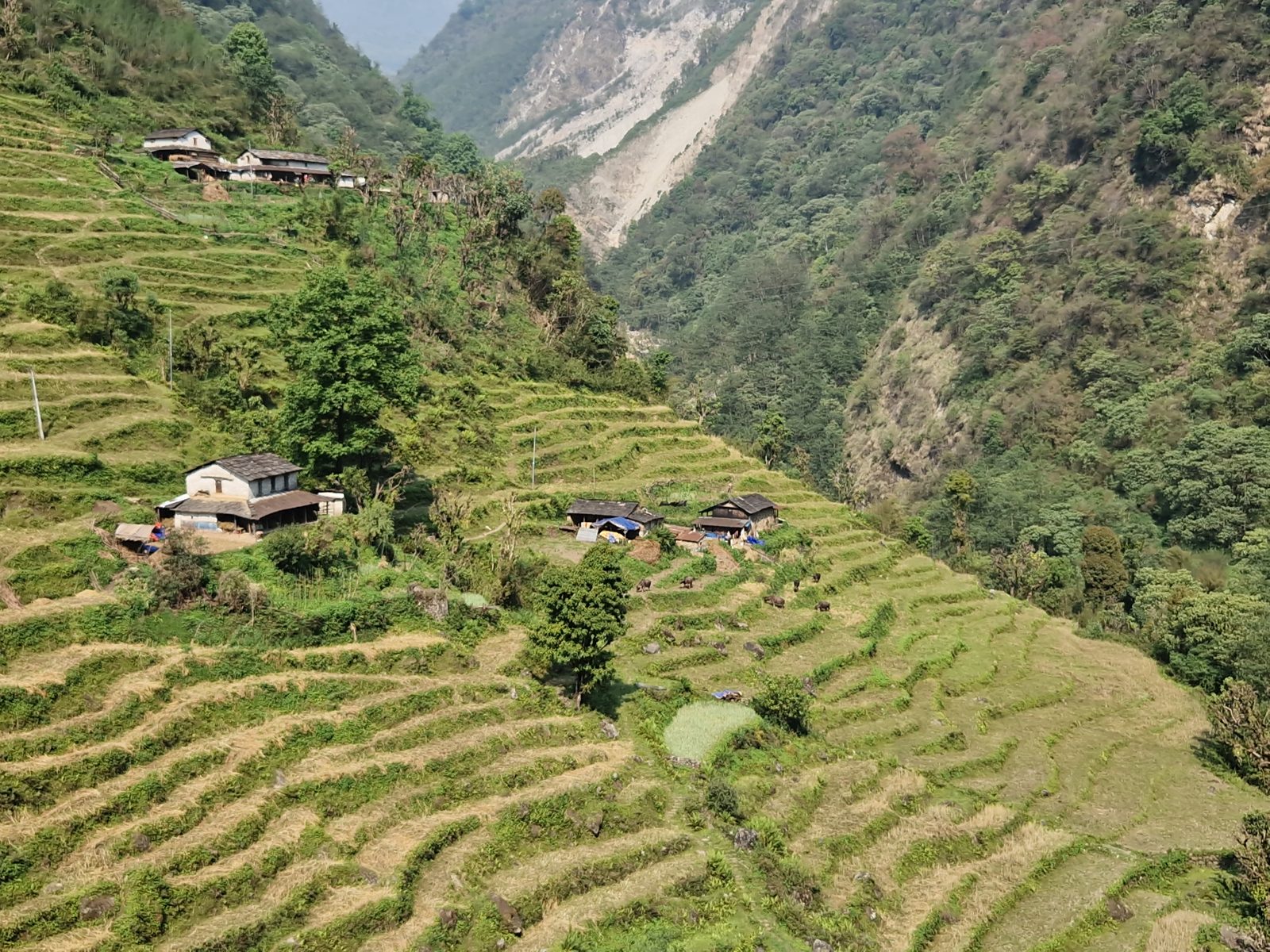 Village en terrasses à flanc de montagne au Népal